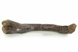 Fossil Ornithopod Dinosaur (Dryosaurus) Femur - Wyoming #342147-1